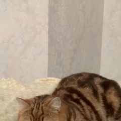 Подробнее об объявлении «Волгоград Пропала кошка» Фото: пропала кошка Британская короткошерстная кошка «Волгоград Пропала кошка» в г. Волгоград