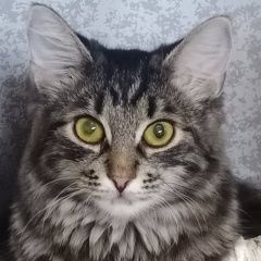 Подробнее об объявлении «Пропала кошка серый котик Ярославль» Фото: пропала кошка  «Пропала кошка серый котик Ярославль» в г. Ярославль