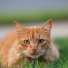 Подробнее об объявлении «Пропал кот похож на этого Каменск-Шахтинский» Фото: пропала кошка  «Пропал кот похож на этого Каменск-Шахтинский» в г. Каменск-Шахтинский