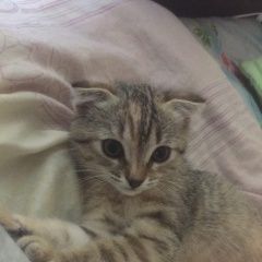 Подробнее об объявлении «Славянск-на-Кубани Пропала кошка» Фото: пропала кошка  «Славянск-на-Кубани Пропала кошка» в г. Славянск-на-Кубани