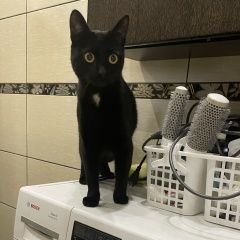 Подробнее об объявлении «Пропала кошка Черкизово» Фото: пропала кошка  «Пропала кошка Черкизово» в г. Черкизово