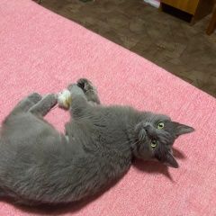 Подробнее об объявлении «Пропала кошка ( ) Адлер» Фото: пропала кошка  «Пропала кошка ( ) Адлер» в г. Адлер