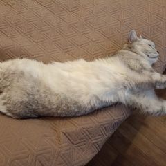 Подробнее об объявлении «Пропал кот Воронеж» Фото: пропала кошка Британская длинношерстная кошка «Пропал кот Воронеж» в г. Воронеж