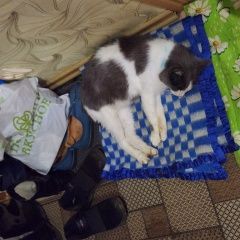 Подробнее об объявлении «Пропал кот. Дзержинск» Фото: пропала кошка  «Пропал кот. Дзержинск» в г. Дзержинск