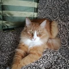 Подробнее об объявлении «Пропал кот Сортавала» Фото: пропала кошка  «Пропал кот Сортавала» в г. Сортавала