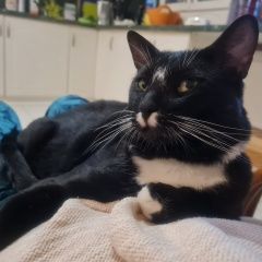 Подробнее об объявлении «Пропал кот Звенигород» Фото: пропала кошка  «Пропал кот Звенигород» в г. Звенигород