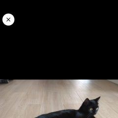 Подробнее об объявлении «Пропала кошка чёрная, пос. Черкизово» Фото: пропала кошка  «Пропала кошка чёрная, пос. Черкизово» в г. Черкизово