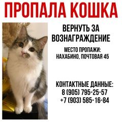 Подробнее об объявлении «Пропала кошка Нахабино» Фото: пропала кошка  «Пропала кошка Нахабино» в г. Нахабино