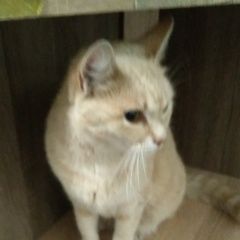 Подробнее об объявлении «Пропала кошка в районе прохорова/леселидзе Новороссийск» Фото: пропала кошка  «Пропала кошка в районе прохорова/леселидзе...» в г. Новороссийск