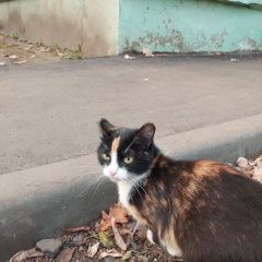 Подробнее об объявлении «Пропала кошка Ярославль» Фото: пропала кошка  «Пропала кошка Ярославль» в г. Ярославль