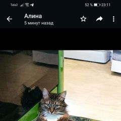 Картинка пропала кошка В городе Киржач потерялся коте. Киржач