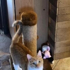 Подробнее об объявлении «Пропала кошка Пироговский» Фото: пропала кошка  «Пропала кошка Пироговский» в г. Пироговский