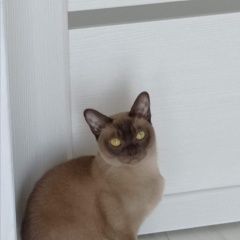 Подробнее об объявлении «Пропала кошка Сочи» Фото: пропала кошка Бурма «Пропала кошка Сочи» в г. Сочи