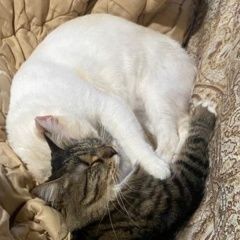 Подробнее об объявлении «Пропала кошка слепая кошка вечером Махачкала» Фото: пропала кошка  «Пропала кошка слепая кошка вечером Махачкала» в г. Махачкала