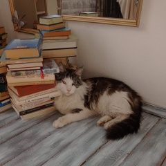 Подробнее об объявлении «Пропал кот алекс Ростов-на-Дону» Фото: пропала кошка  «Пропал кот алекс Ростов-на-Дону» в г. Ростов-на-Дону