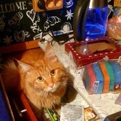 Подробнее об объявлении «Пропал кот рыжий кот Иркутск» Фото: пропала кошка Мейн-кун «Пропал кот рыжий кот Иркутск» в г. Иркутск