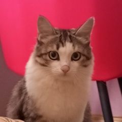 Подробнее об объявлении «Пропала кошка коша бася Оренбург» Фото: пропала кошка  «Пропала кошка коша бася Оренбург» в г. Оренбург