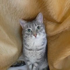 Подробнее об объявлении «Пропал кот помогите найти за вознаграждение Рузаевка» Фото: пропала кошка  «Пропал кот помогите найти за вознаграждение...» в г. Рузаевка