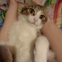 Подробнее об объявлении «Пропал кот Чехов» Фото: пропала кошка  «Пропал кот Чехов» в г. Чехов