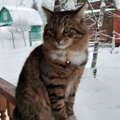 Подробнее об объявлении «Пропала кошка Москва» Фото: пропала кошка  «Пропала кошка Москва» в г. Москва
