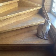 Подробнее об объявлении «Пропала кошка Домодедово» Фото: пропала кошка  «Пропала кошка Домодедово» в г. Домодедово