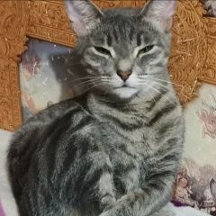 Подробнее об объявлении «Пропала кошка ева Москва» Фото: пропала кошка  «Пропала кошка ева Москва» в г. Москва