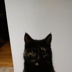 Подробнее об объявлении «Пропала кошка Азов» Фото: пропала кошка  «Пропала кошка Азов» в г. Азов