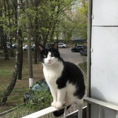 Подробнее об объявлении «Пропала кошка Москва» Фото: пропала кошка  «Пропала кошка Москва» в г. Москва
