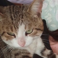 Подробнее об объявлении «Пропал кот по кличке ричард Аксай (Ростовская обл.)» Фото: пропала кошка  «Пропал кот по кличке ричард Аксай (Ростовская...» в г. Аксай (Ростовская обл.)