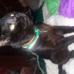 Подробнее об объявлении «Пропал кот на ул жуковского Симферополь» Фото: пропала кошка  «Пропал кот на ул жуковского Симферополь» в г. Симферополь