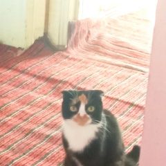 Подробнее об объявлении «Липецк Пропала кошка» Фото: пропала кошка  «Липецк Пропала кошка» в г. Липецк