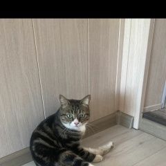 Подробнее об объявлении «Пропала кошка важна любая информация Благовещенск (Амурская обл.)» Фото: пропала кошка  «Пропала кошка важна любая информация...» в г. Благовещенск (Амурская обл.)