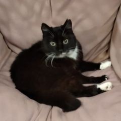 Подробнее об объявлении «Пропала кошка чёрная по кличке ночка Киржач» Фото: пропала кошка  «Пропала кошка чёрная по кличке ночка Киржач» в г. Киржач