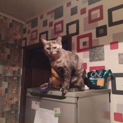 Подробнее об объявлении «Пропала кошка Москва» Фото: пропала кошка  «Пропала кошка Москва» в г. Москва
