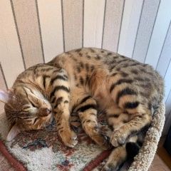 Подробнее об объявлении «Красноярск Пропал кот» Фото: пропала кошка Бенгальская кошка «Красноярск Пропал кот» в г. Красноярск
