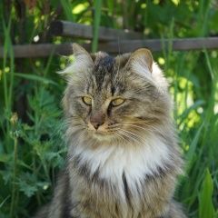 Подробнее об объявлении «Пропала кошка украли Иркутск» Фото: пропала кошка  «Пропала кошка украли Иркутск» в г. Иркутск