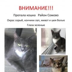 Подробнее об объявлении «Пропала кошка Воронеж» Фото: пропала кошка  «Пропала кошка Воронеж» в г. Воронеж
