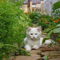 Подробнее об объявлении «Пропала кошка Тверь» Фото: пропала кошка  «Пропала кошка Тверь» в г. Тверь