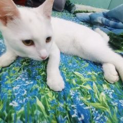 Подробнее об объявлении «Пропала кошка снежка Санкт-Петербург» Фото: пропала кошка  «Пропала кошка снежка Санкт-Петербург» в г. Санкт-Петербург