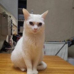 Подробнее об объявлении «Пропала кошка 5000 нашедшему Петрозаводск» Фото: пропала кошка  «Пропала кошка 5000 нашедшему Петрозаводск» в г. Петрозаводск