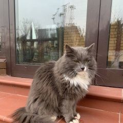 Подробнее об объявлении «Пропал кот Апрелевка» Фото: пропала кошка  «Пропал кот Апрелевка» в г. Апрелевка