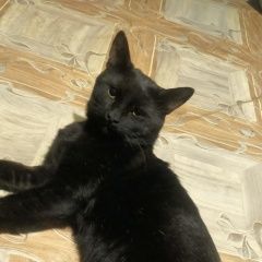 Подробнее об объявлении «Волгоград Пропал кот» Фото: пропала кошка  «Волгоград Пропал кот» в г. Волгоград