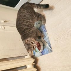 Подробнее об объявлении «Пропал кот Химки» Фото: пропала кошка  «Пропал кот Химки» в г. Химки