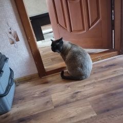 Подробнее об объявлении «Пропал кот Таганрог» Фото: пропала кошка  «Пропал кот Таганрог» в г. Таганрог