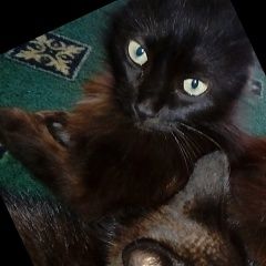 Подробнее об объявлении «Пропала кошка Махачкала» Фото: пропала кошка Сибирская кошка «Пропала кошка Махачкала» в г. Махачкала