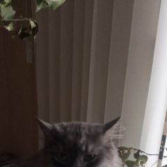 Подробнее об объявлении «Липецк Пропал кот» Фото: пропала кошка  «Липецк Пропал кот» в г. Липецк