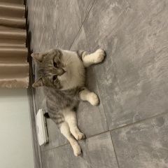 Подробнее об объявлении «Пропал кот Тосно» Фото: пропала кошка  «Пропал кот Тосно» в г. Тосно