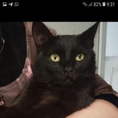 Подробнее об объявлении «Пропал кот зовут морис Владикавказ» Фото: пропала кошка  «Пропал кот зовут морис Владикавказ» в г. Владикавказ