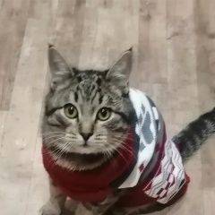 Подробнее об объявлении «Пропал кот срочно Энгельс» Фото: пропала кошка  «Пропал кот срочно Энгельс» в г. Энгельс