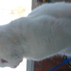 Подробнее об объявлении «Пропала кошка любимая:( Воронеж» Фото: пропала кошка  «Пропала кошка любимая:( Воронеж» в г. Воронеж